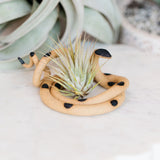 Ceramic Snake Plant Holder - Medium