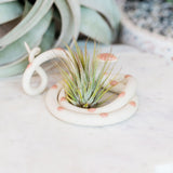 Ceramic Snake Plant Holder - Medium
