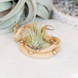 Ceramic Snake Plant Holder - Medium