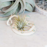 Ceramic Snake Plant Holder - Medium