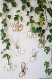 *Limited Edition* Wall Plant Propagation Station