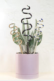 Plant Snake Stake