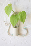 *Limited Edition* Wall Plant Propagation Station