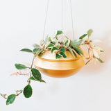 Hanging Planter