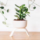 Ceramic Footed Planters, Shallow