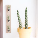 Ceramic Wall Planter - Triple
