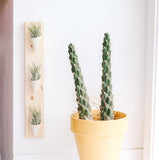 Ceramic Wall Planter - Triple