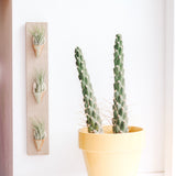 Ceramic Wall Planter - Triple