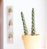 Ceramic Wall Planter - Triple