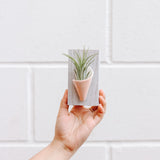 Ceramic Wall Planter - Tiny