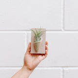 Ceramic Wall Planter - Tiny